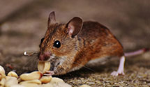 24 Hour & Emergency Exterminators in Douds, IA